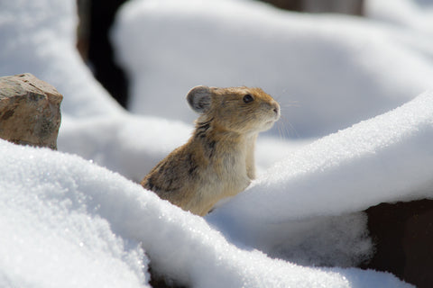 Pika