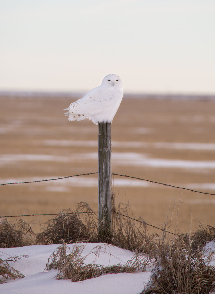 Snowy Owl