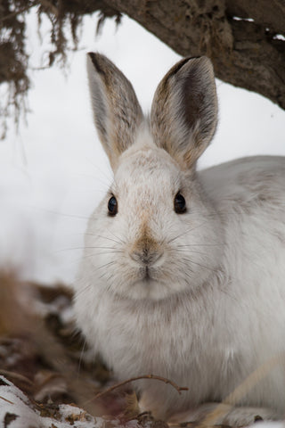 Snowshoe Hare