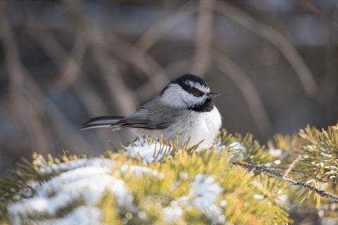 Mountain Chickadee