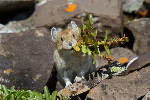 Pika