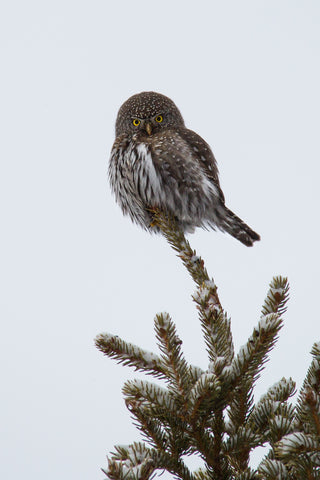 Pygmy Owl