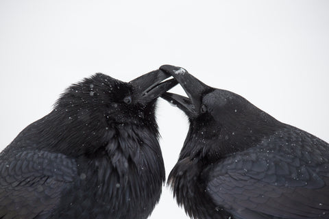 Ravens