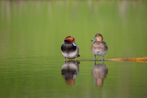 Redhead ducks