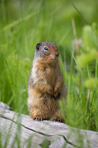 Columbian Ground Squirrel