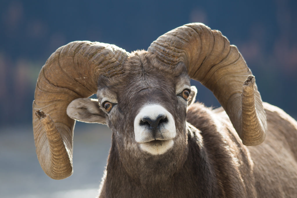 Rocky Mountain Bighorn sheep