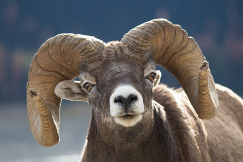 Rocky Mountain Bighorn